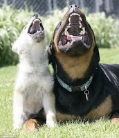 Dogs Howling
