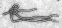 ebola virus