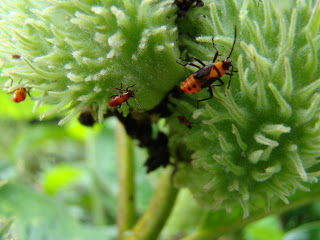 Bugs on Flowers