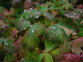 Dew on Leaves