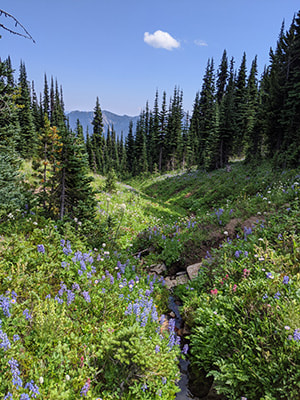 Wildflower Meadow on Mt. Rainier