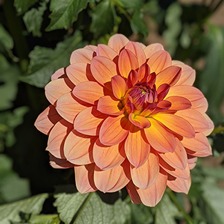 Dahlia in bloom