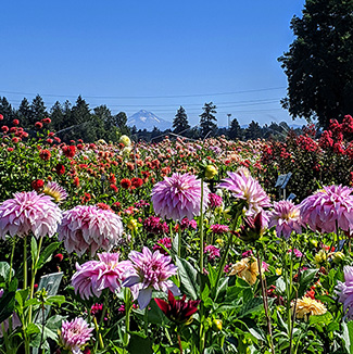 Swan Island Dahlia with Mt. Hood in background