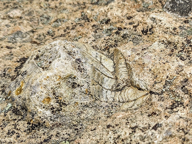 Leaf Fossil