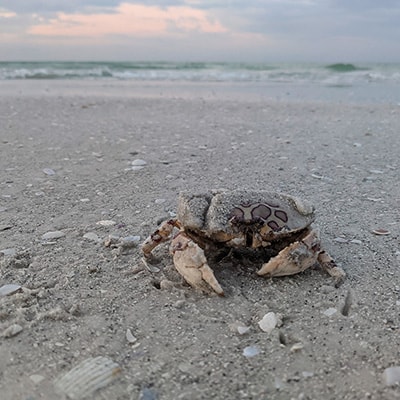 Calico Crab on Siesta Key