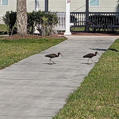 Glossy Ibises