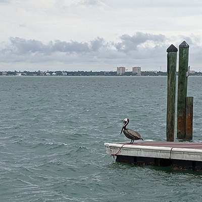 Pelican on a Dock