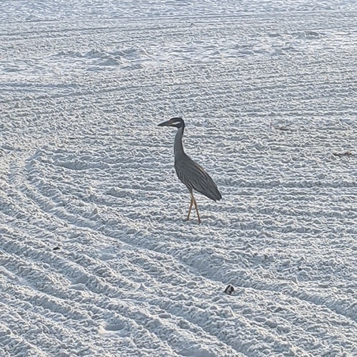 Yellow-Crowned Night Heron in the Sand