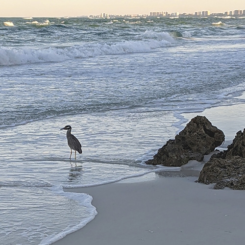 Yellow-Crowned Night Heron in the Surf