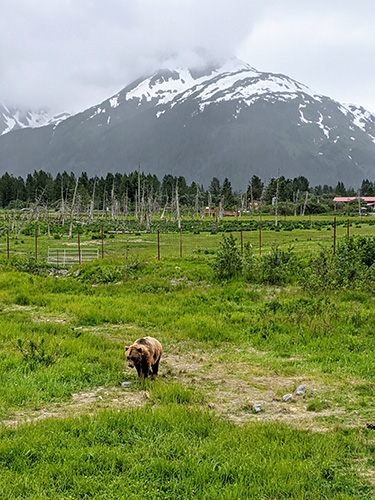 Brown Bear