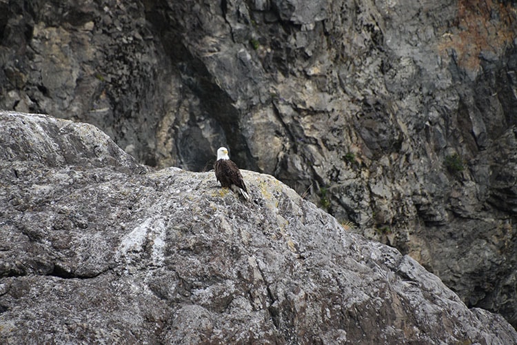 Bald Eagle in Kenai Fjords National Park