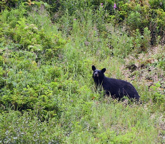 Black Bear on the Portage Pass Trail in Whittier, AK