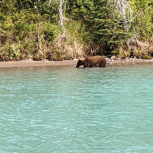 Brown Bear Fishing for Salmon in Crescent Lake