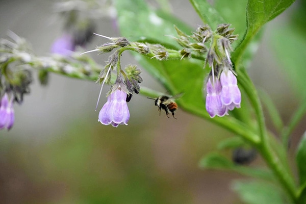 Bumblebee and Flowers