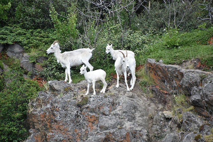 Dall Sheep on the Turnagain Arm in Anchorage, AK