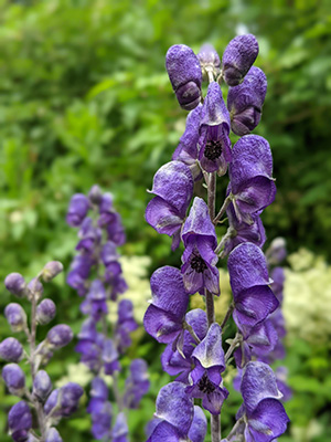 Monkshood