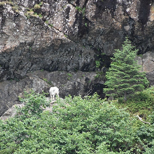 Mountain Goat in Kenai Fjords National Park