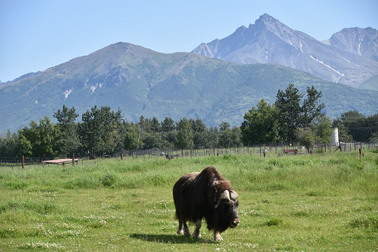 Musk Ox at The Musk Ox Farm in Palmer, AK