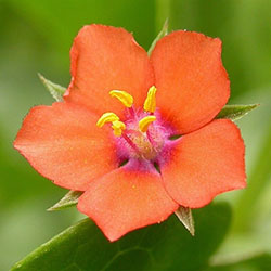 Pimpernel flower