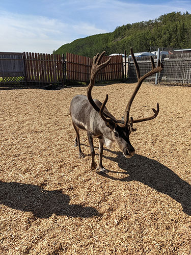 Reindeer at the Reindeer Farm in Palmer, AK