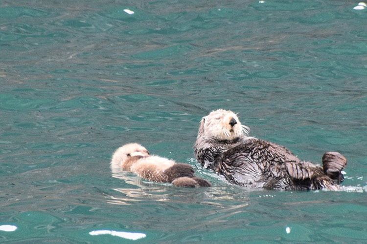 Sea Otters in Kenai Fjords National Park