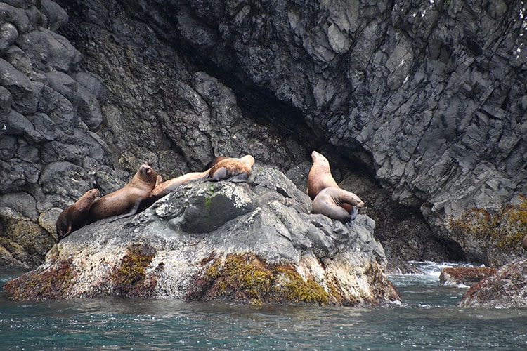 Steller Sea Lions in Kenai Fjords National Park