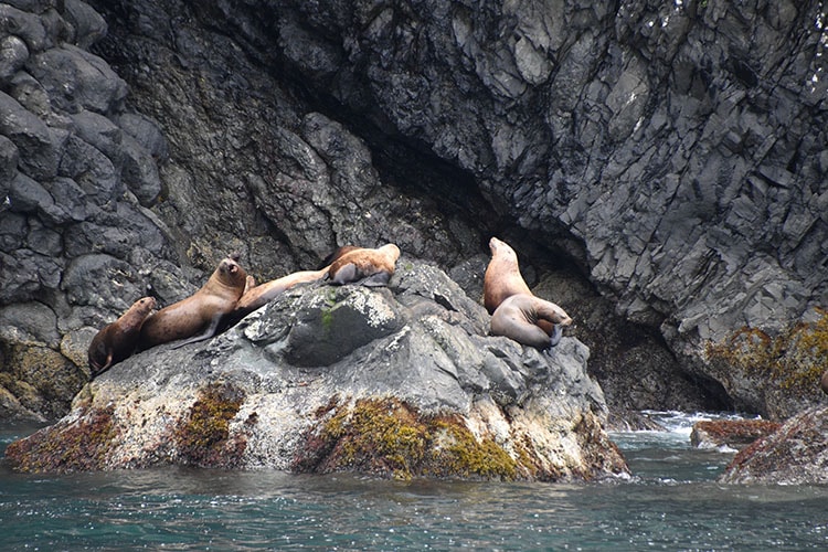 Steller Sea Lions in Kenai Fjords National Park