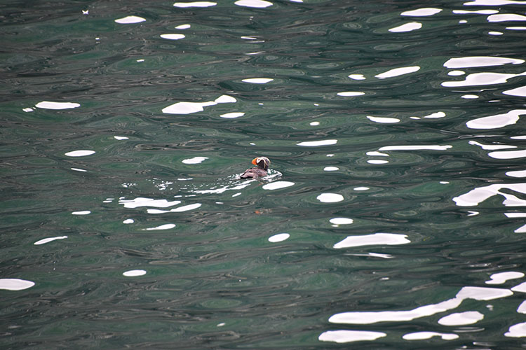Tufted Puffin in Kenai Fjords National Park