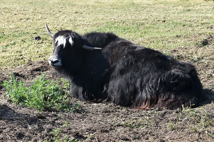 Yak at the Reindeer Farm in Palmer, AK