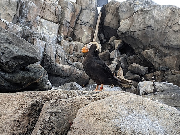 Tufted Puffin at the Alaska Sea Life Center