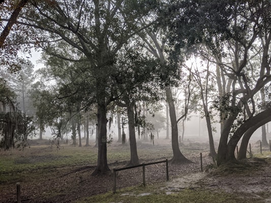 Foggy Trees