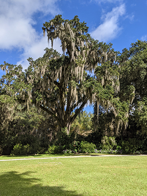 Live Oak