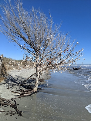 Shell Tree