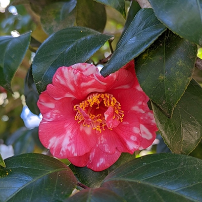 Camellia Flower