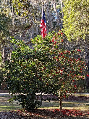 Camellia Bush and US Flag