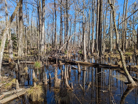 Caw Caw Cypress Trees