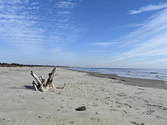 Dead Tree on Sullivan's Island