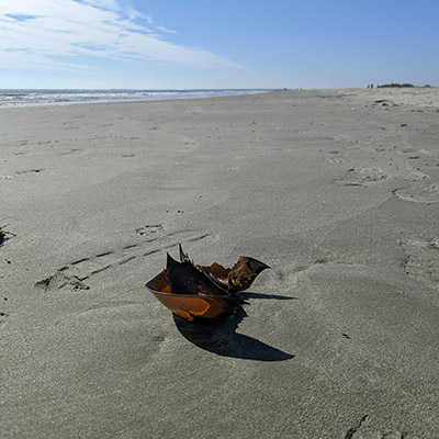 Horseshoe Crab Shell on Sullivan's Island