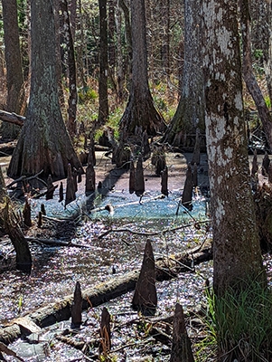 Rainbow Swamp Water