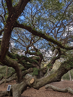 Angel Oak