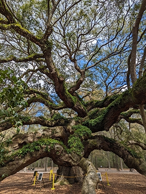 Angel Oak