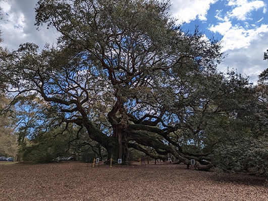 Angel Oak