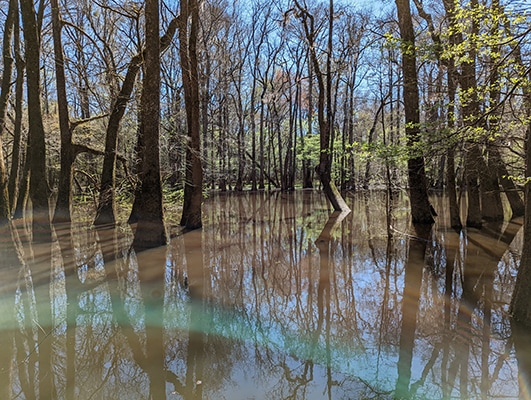 Congaree National Park