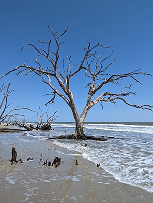 Botany Bay in South Carolina