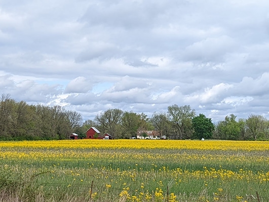 Farm House and Flowers