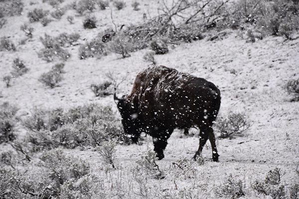 Bison in the Snow