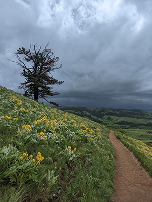 Flowers in Storm