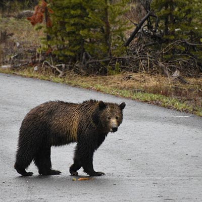 Grizzly Bear in Yellowstone