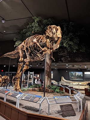 T rex at the Museum of the Rockies