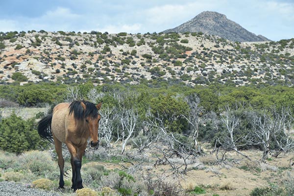 Wild Horse in Bighorn Canyon National Recreation Area